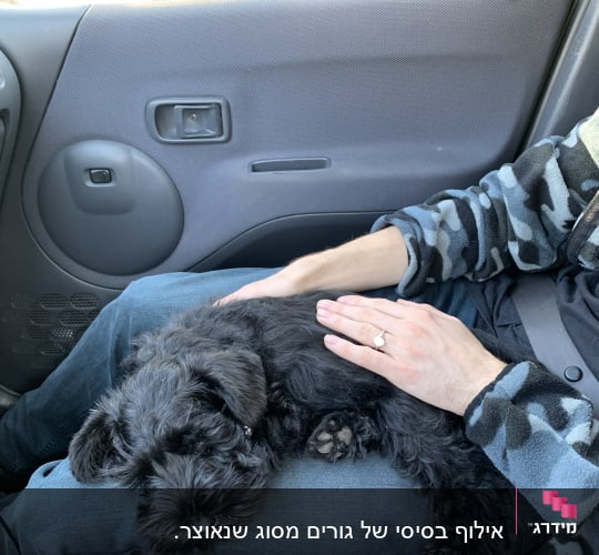 כלב קטן יושב על ברכיים במכונית